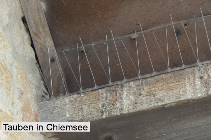 Tauben in Chiemsee
